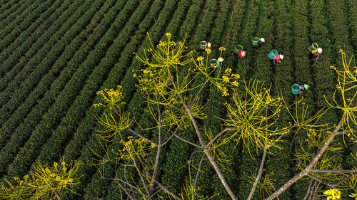 High angle view of trees