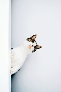 Cat looking away by white wall
