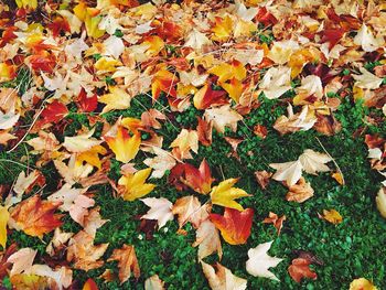 Autumn leaves on field