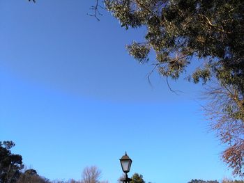 Low angle view of trees against clear blue sky