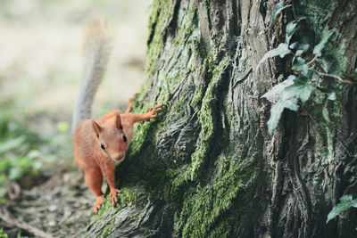 Picture with a fluffy red squirrel jumping on a tree. a concept or template with space for text. 