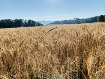 Scenic view of wheat field against sky