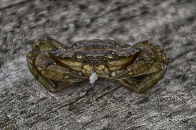 High angle view of crab on wood