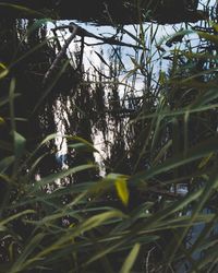 Close-up of plants growing on land