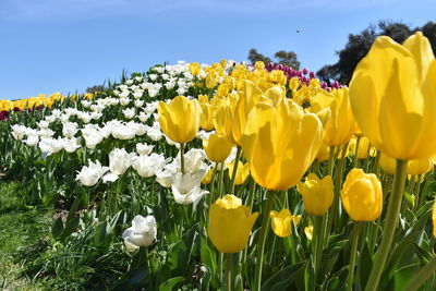 Close-up of yellow flowering plants on field