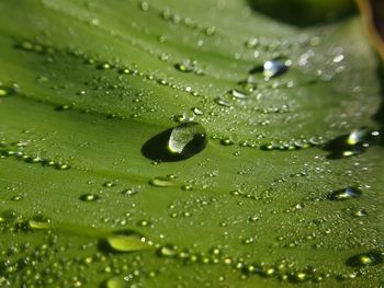 Close-up of raindrops on leaves