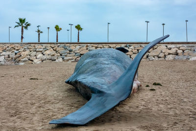 A poor sperm whale washed ashore, dead. 