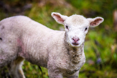 Close-up portrait of lamb standing on field