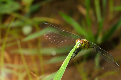 Close-up of insect on plant