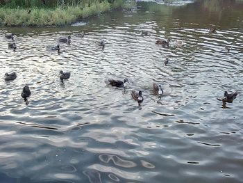 High angle view of ducks swimming in lake