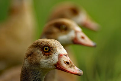 Close-up of duck