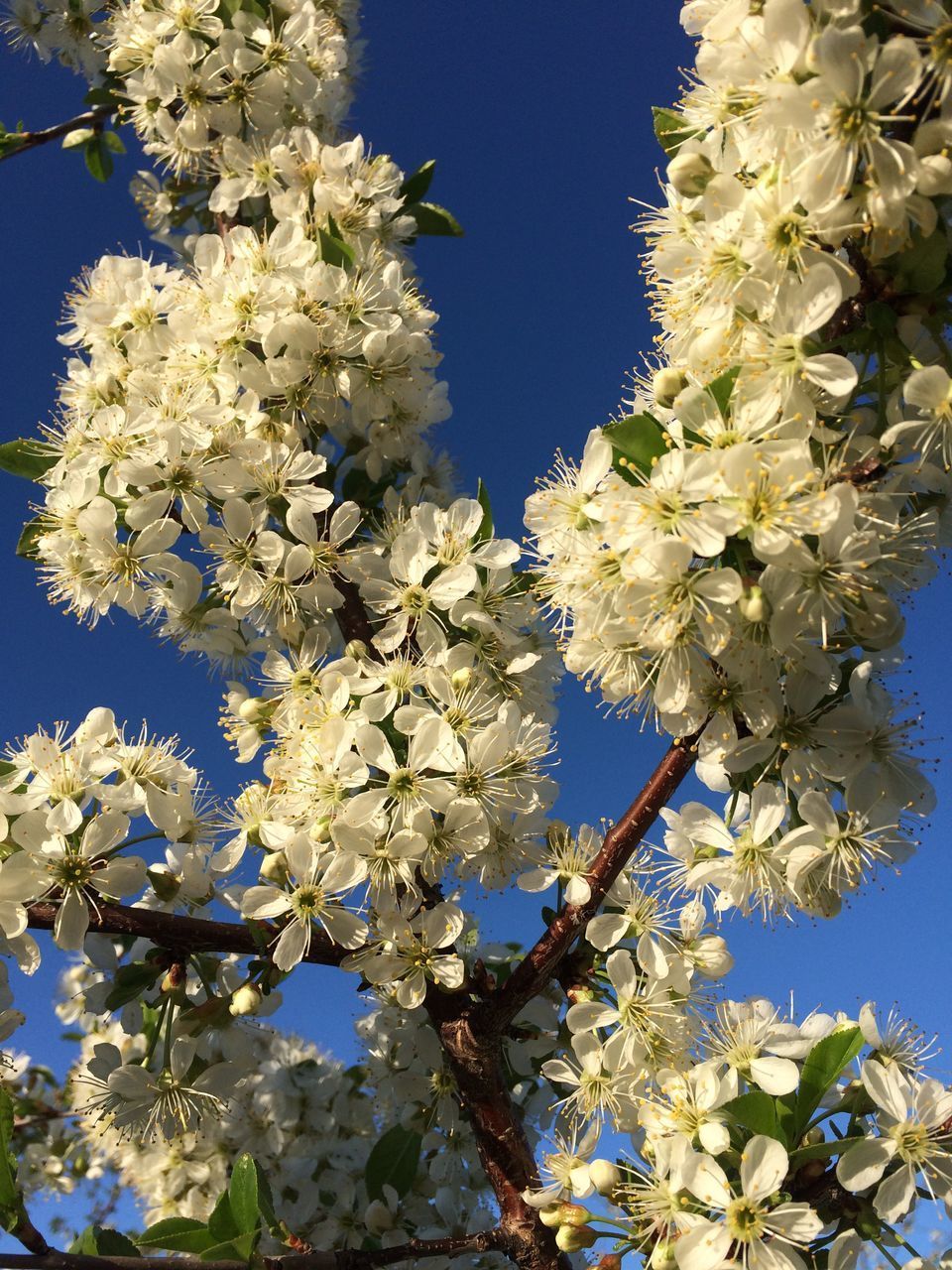 LOW ANGLE VIEW OF CHERRY BLOSSOM AGAINST CLEAR BLUE SKY
