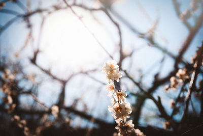 Low angle view of flowering plant against sky