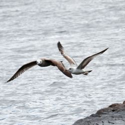 Seagulls flying over sea