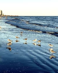 Birds flying over sea against sky