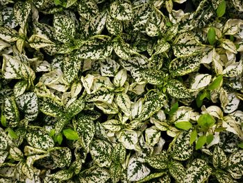 Full frame shot of vegetables