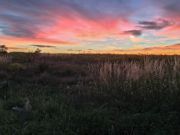 Scenic view of field against sky during sunset