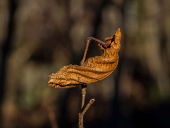 Close-up of dried leaf on stem