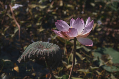 Close-up of pink lotus water lily