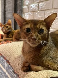 Portrait of kitten sitting