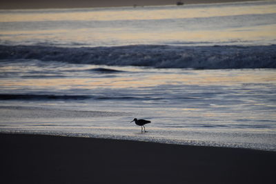 Bird on beach