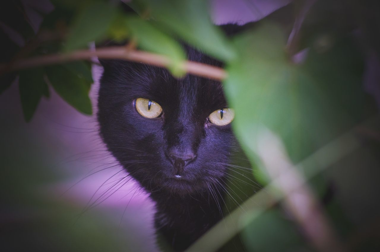 CLOSE-UP PORTRAIT OF A CAT