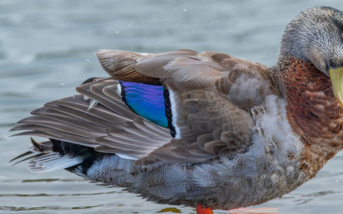 Full frame close-up of duck with colorful feathers