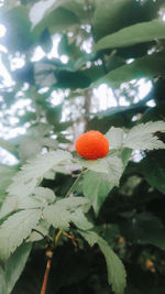 Close-up of orange fruit on plant