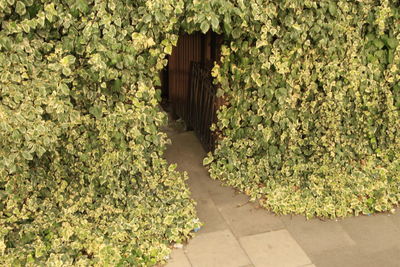 Ivy growing on footpath amidst plants