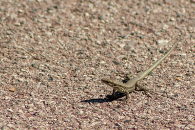 Close-up of lizard