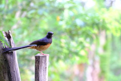 Bird perching on wooden post