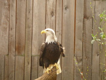 Close-up of eagle perching on wood