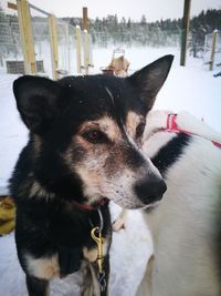 Close-up of dog looking away