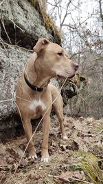 Dog looking away on field