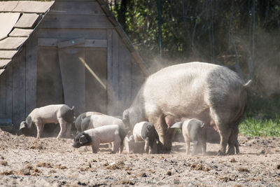 Pig family lunch time