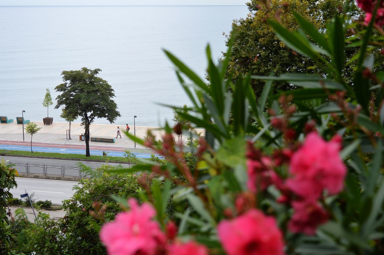 VIEW OF FLOWERING PLANTS BY ROAD