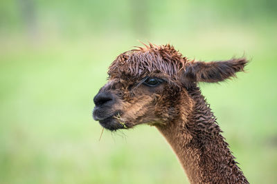 Closeup portrait headshot of an alpaca, lama pacos a species of south american camelid.