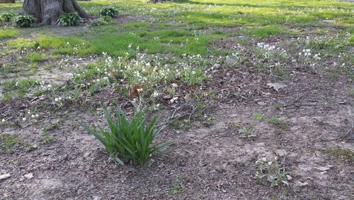 Plants growing on field