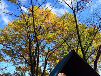 Low angle view of tree against blue sky