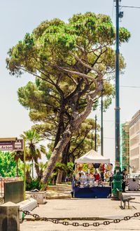 People sitting by tree against sky