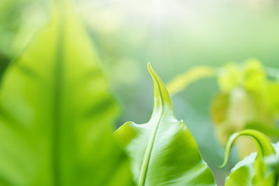 Close-up of fresh green leaves on plant in field