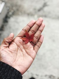 Close-up of hand holding leaf