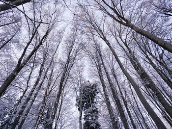 Tall trees in winter. 