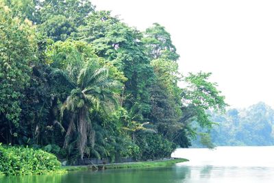 Scenic view of lake in forest against clear sky