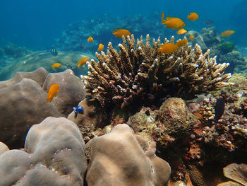 View of fish swimming in sea