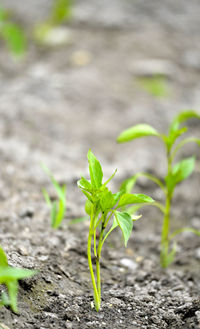 Close-up of small plant growing on field