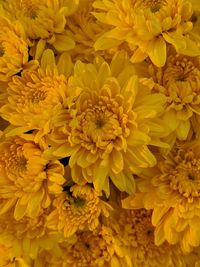 Close-up of yellow mums.