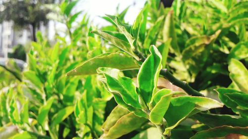 Close-up of fresh green plant