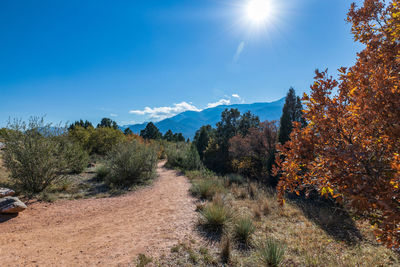 Panoramic shot of trees on sunny day