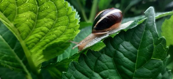 Close-up of snail on leaf